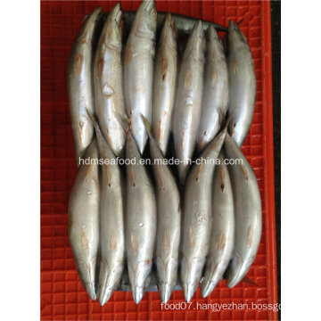 300g+Frozen Mackerel Fish for Market